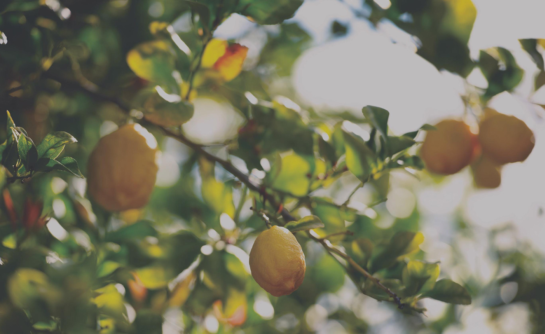 A lemon grove farm near Sterling Grove