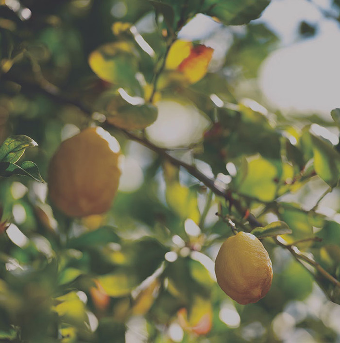 A lemon grove farm near Sterling Grove