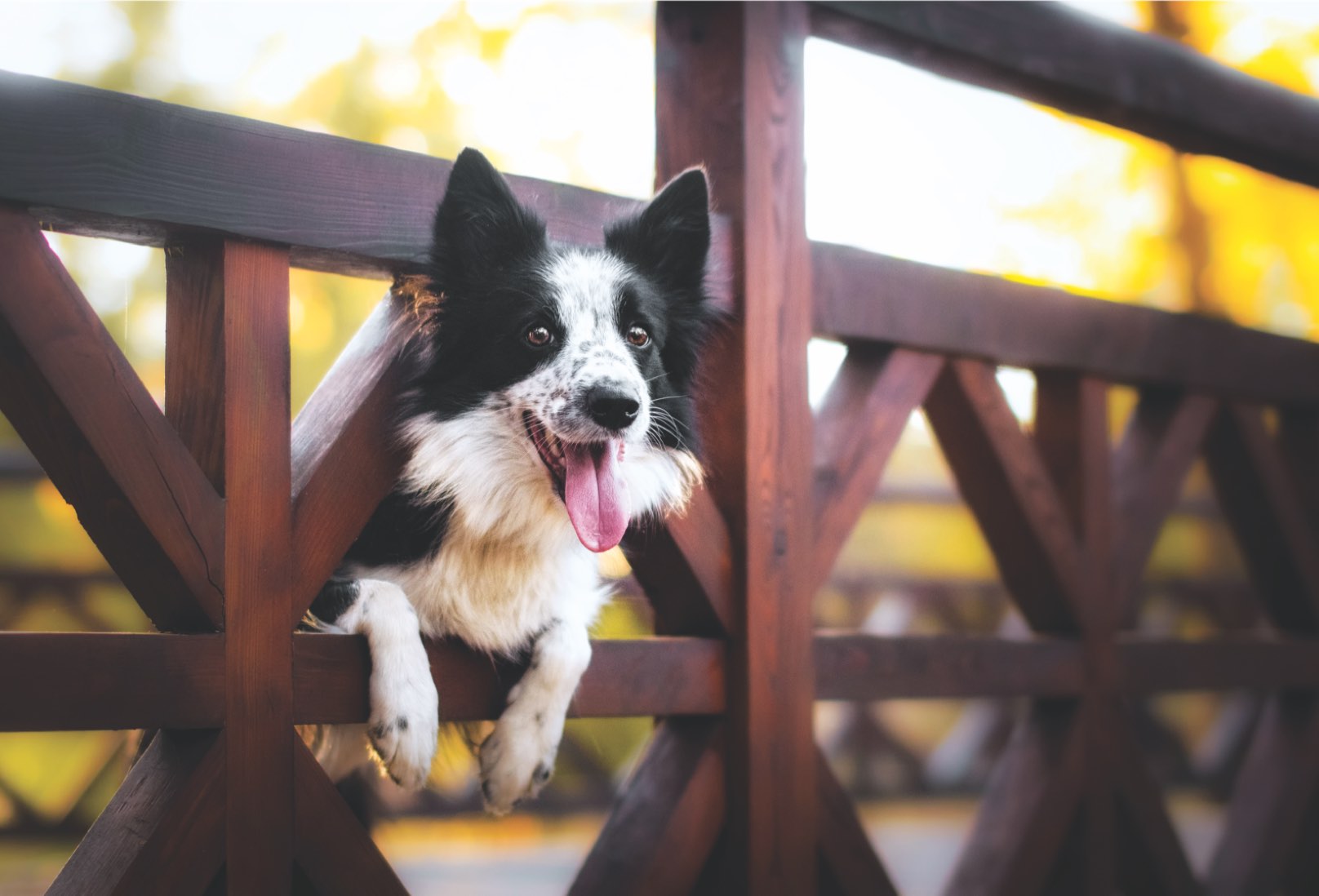 Local park for walking dogs